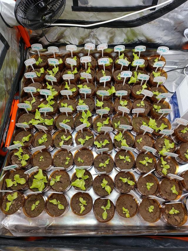 Grow box - saláty v půdě | Autor: Jan Fučík