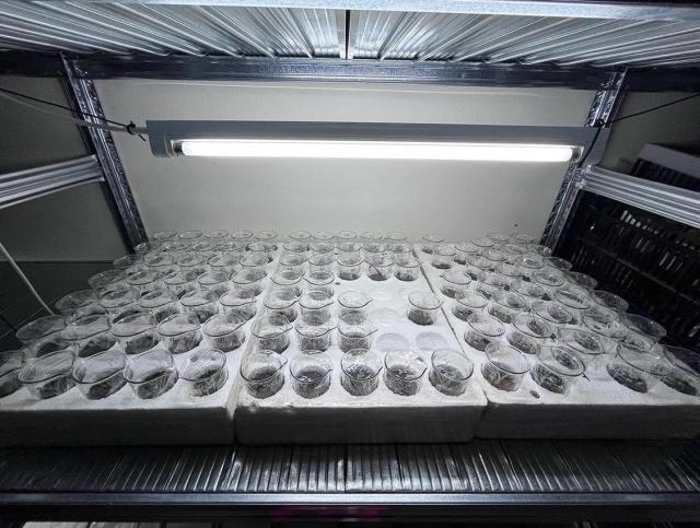 Grow box - žížaly v půdě | Autor: Jan Fučík